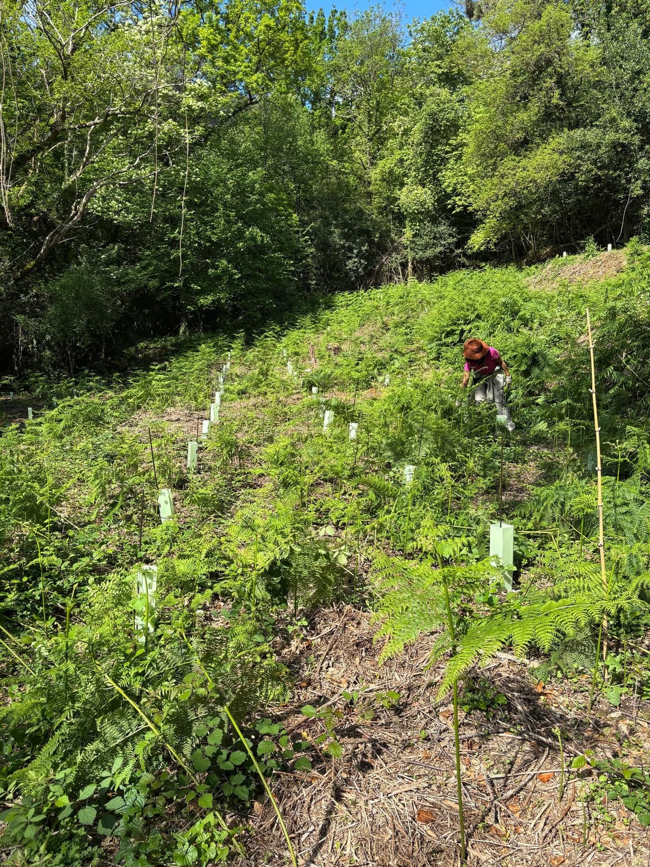 Maintenance crew caring for young trees